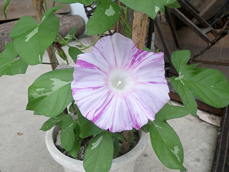 f:id:Naturalhistory:20190901083208j:plain f:id:Naturalhistory:20190901083208j:plain