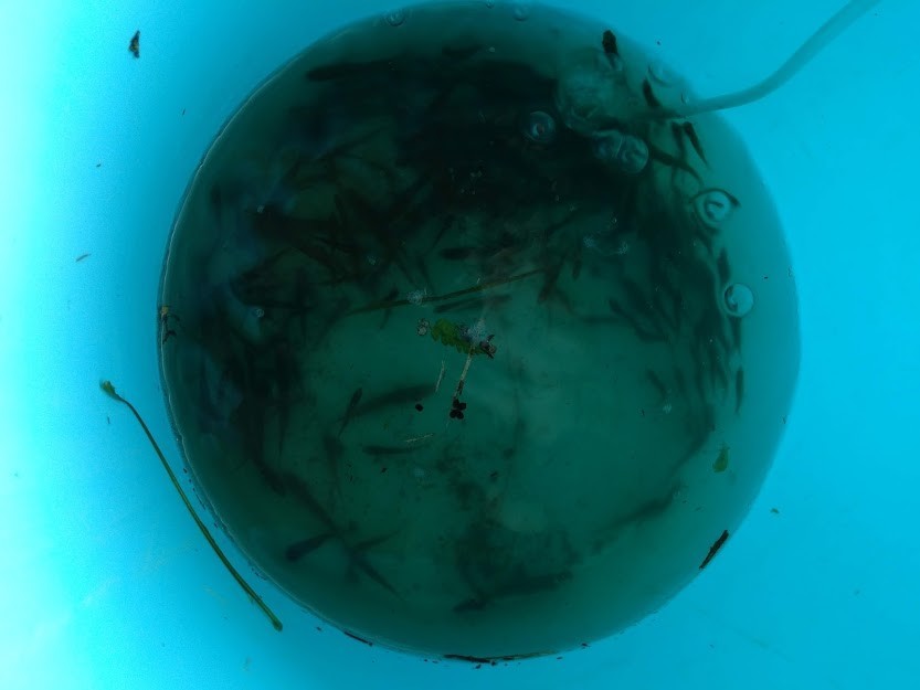 f:id:Naturalhistory:20190901164932j:plain f:id:Naturalhistory:20190901164932j:plain