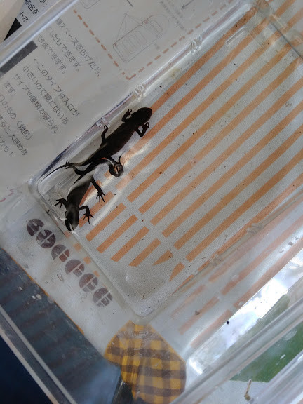 f:id:Naturalhistory:20190901164948j:plain f:id:Naturalhistory:20190901164948j:plain