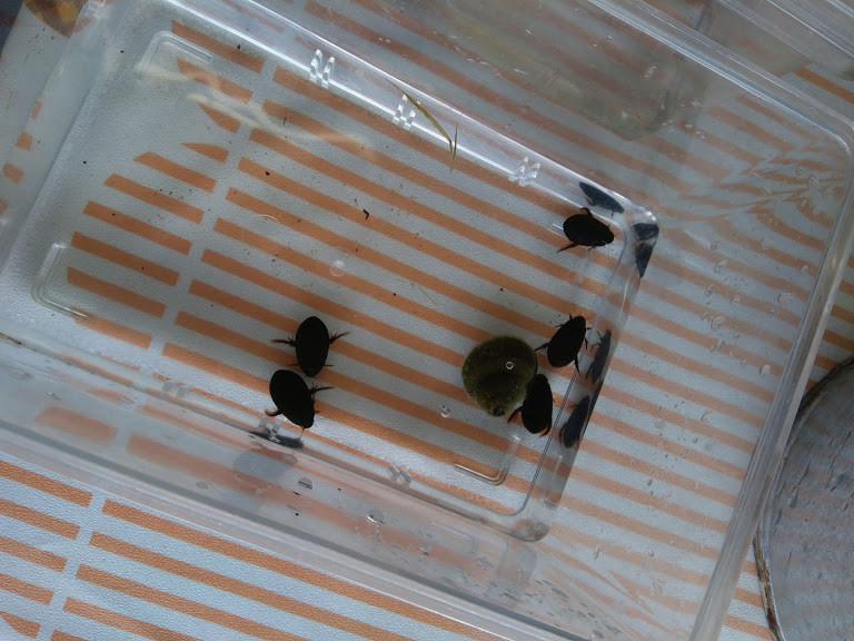 f:id:Naturalhistory:20190901165006j:plain f:id:Naturalhistory:20190901165006j:plain