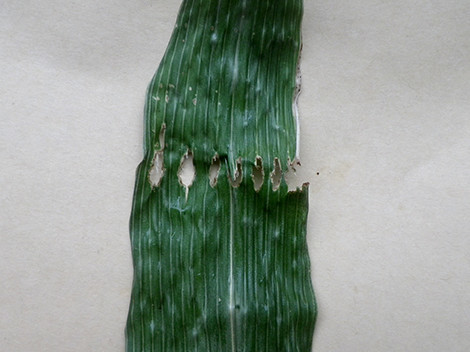 f:id:Naturalhistory:20190903164927j:plain f:id:Naturalhistory:20190903164927j:plain