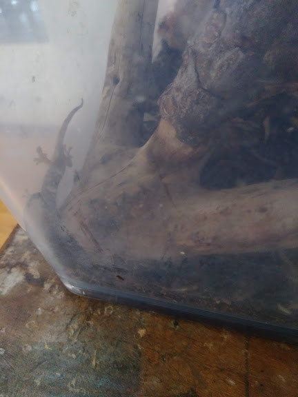 f:id:Naturalhistory:20190905170655j:plain
