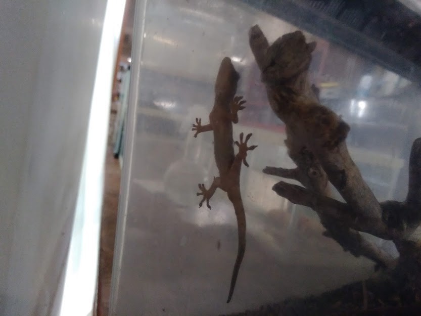 f:id:Naturalhistory:20190905170714j:plain