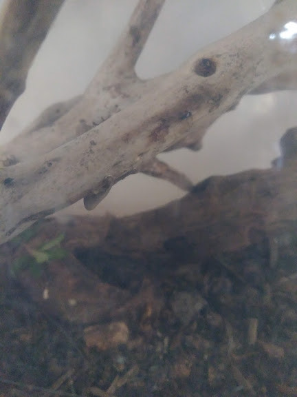 f:id:Naturalhistory:20190905170737j:plain