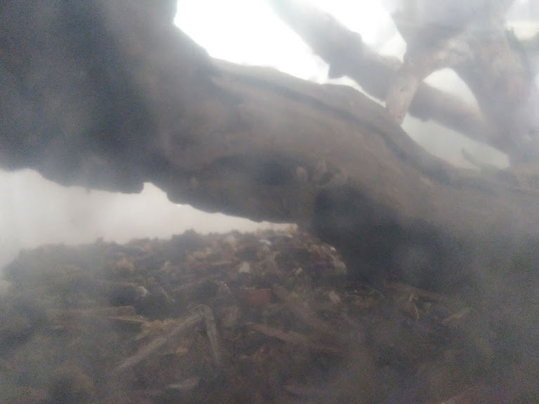 f:id:Naturalhistory:20190905170756j:plain