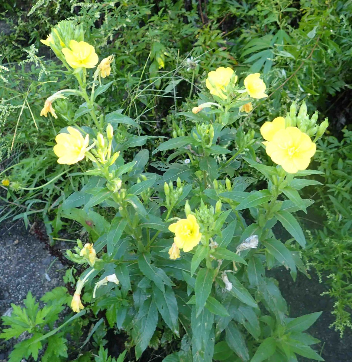 f:id:Naturalhistory:20190907071737j:plain f:id:Naturalhistory:20190907071737j:plain