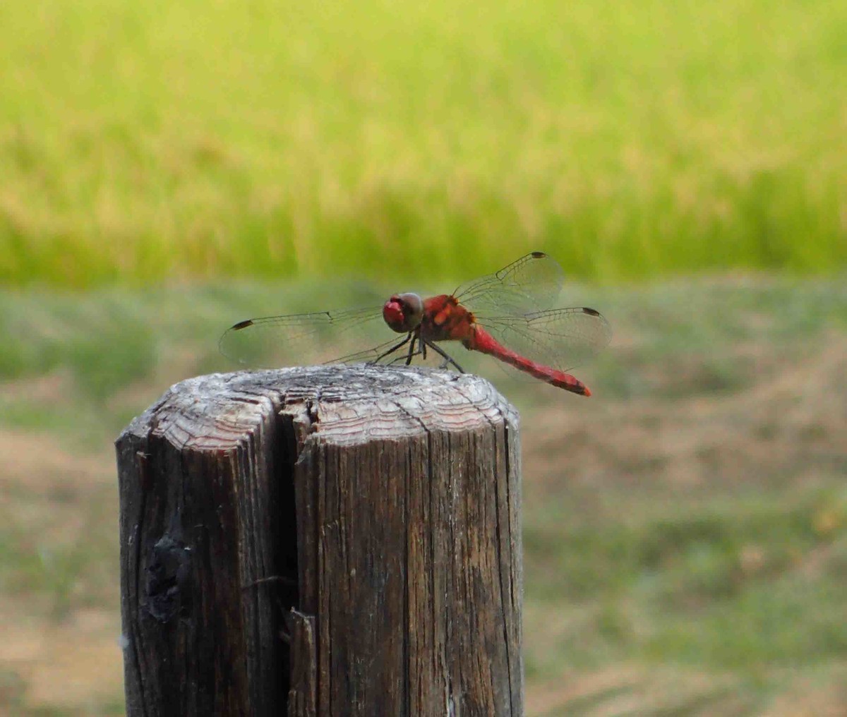 f:id:Naturalhistory:20190916173559j:plain f:id:Naturalhistory:20190916173559j:plain