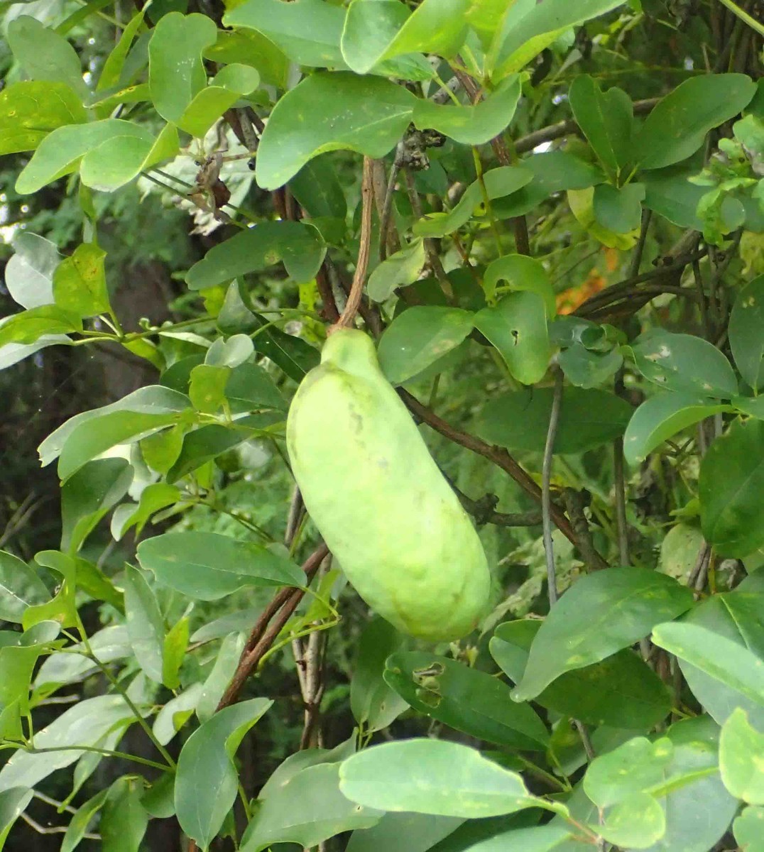 f:id:Naturalhistory:20190916173702j:plain f:id:Naturalhistory:20190916173702j:plain
