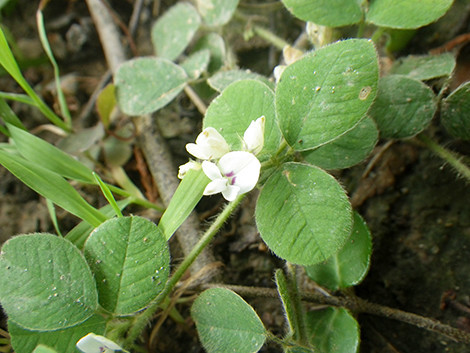 f:id:Naturalhistory:20190917144247j:plain f:id:Naturalhistory:20190917144247j:plain