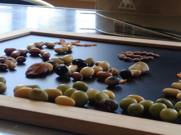 f:id:Naturalhistory:20190918155944j:plain