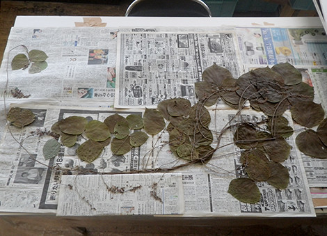 f:id:Naturalhistory:20190920151520j:plain f:id:Naturalhistory:20190920151520j:plain