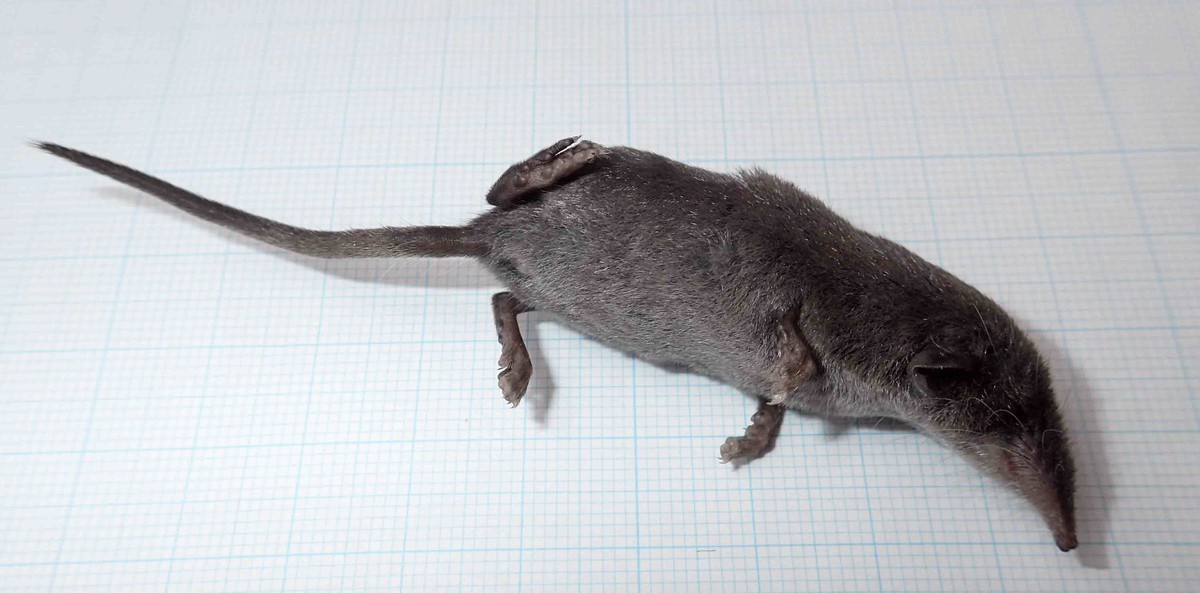 f:id:Naturalhistory:20190924123004j:plain f:id:Naturalhistory:20190924123004j:plain