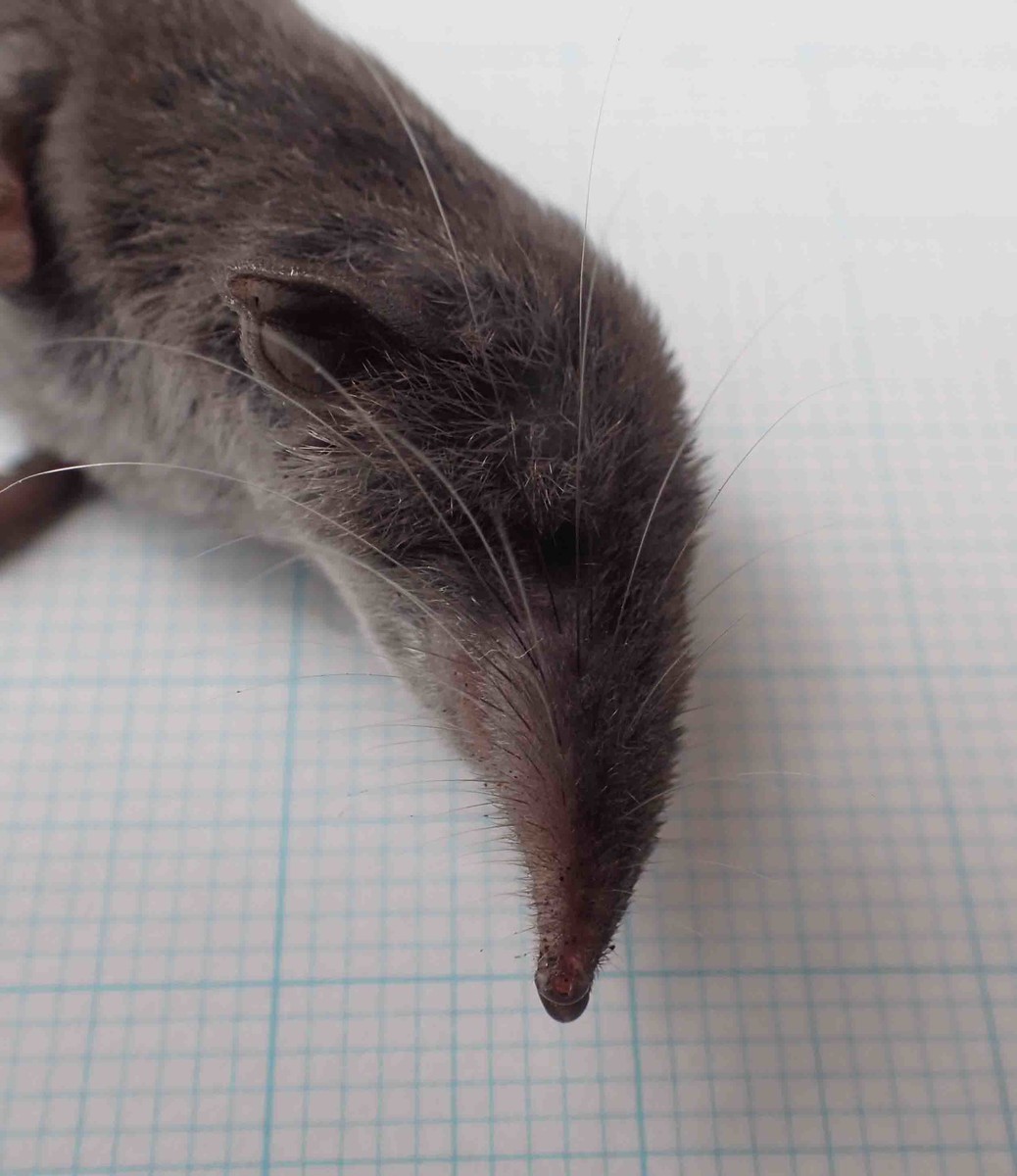 f:id:Naturalhistory:20190924123108j:plain f:id:Naturalhistory:20190924123108j:plain