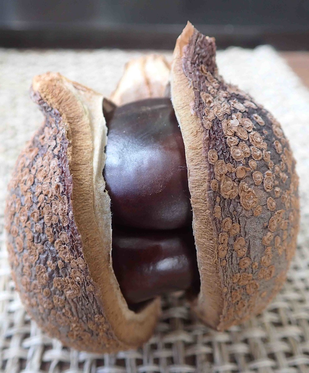 f:id:Naturalhistory:20190926114238j:plain