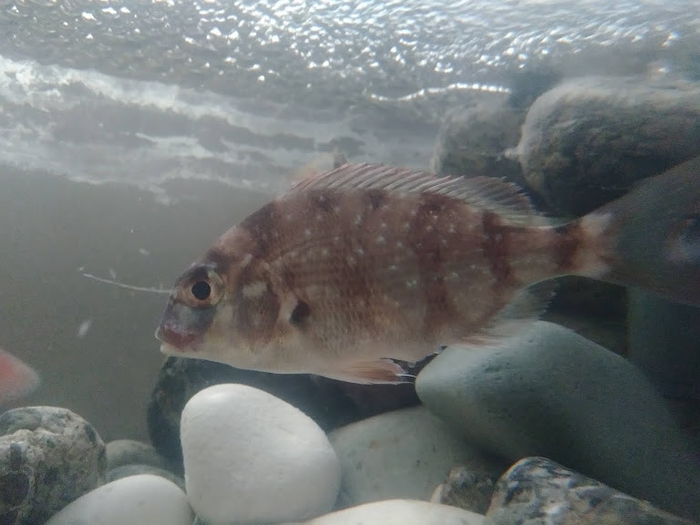 f:id:Naturalhistory:20190926170711j:plain f:id:Naturalhistory:20190926170711j:plain