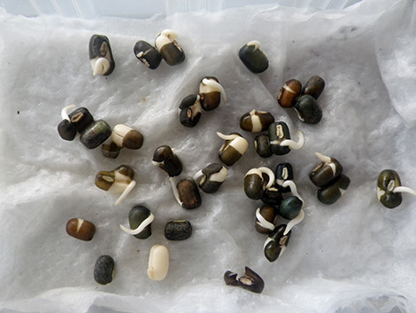 f:id:Naturalhistory:20190927145158j:plain