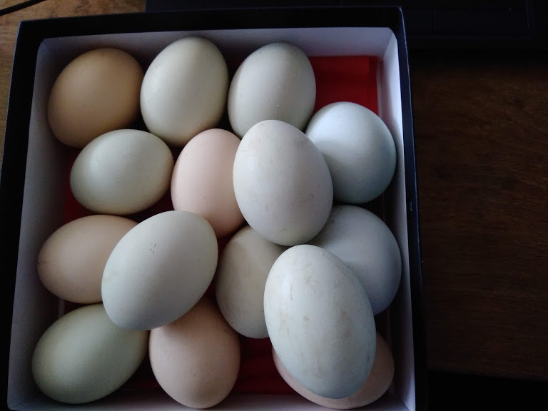 f:id:Naturalhistory:20190927164605j:plain f:id:Naturalhistory:20190927164605j:plain