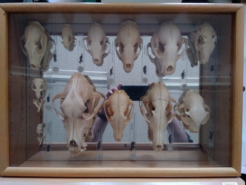 f:id:Naturalhistory:20190927165932j:plain f:id:Naturalhistory:20190927165932j:plain