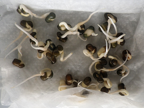 f:id:Naturalhistory:20190929095319j:plain