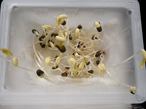 f:id:Naturalhistory:20191002165448j:plain
