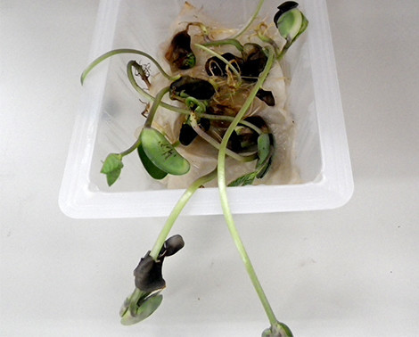 f:id:Naturalhistory:20191002165535j:plain