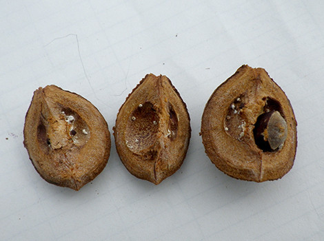 f:id:Naturalhistory:20191003115230j:plain