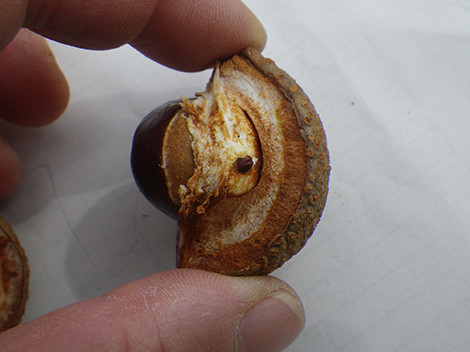f:id:Naturalhistory:20191003115302j:plain