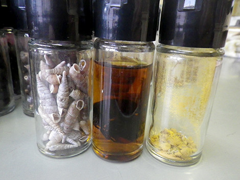 f:id:Naturalhistory:20191016164343j:plain