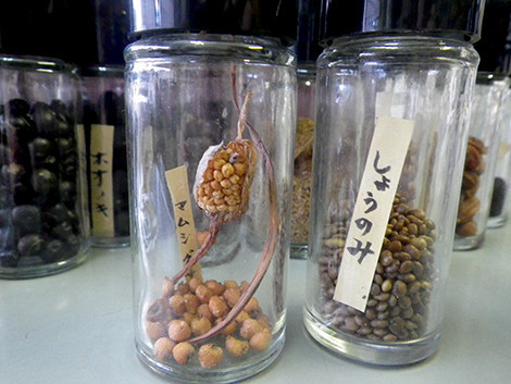 f:id:Naturalhistory:20191016164456j:plain