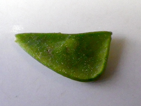f:id:Naturalhistory:20191017164354j:plain