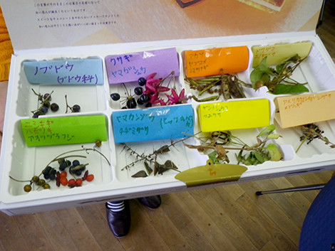 f:id:Naturalhistory:20191027142417j:plain