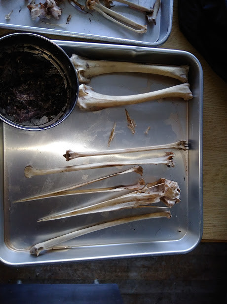 f:id:Naturalhistory:20191102163536j:plain
