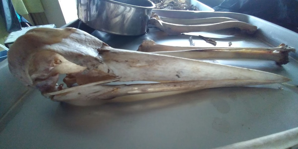 f:id:Naturalhistory:20191102163552j:plain