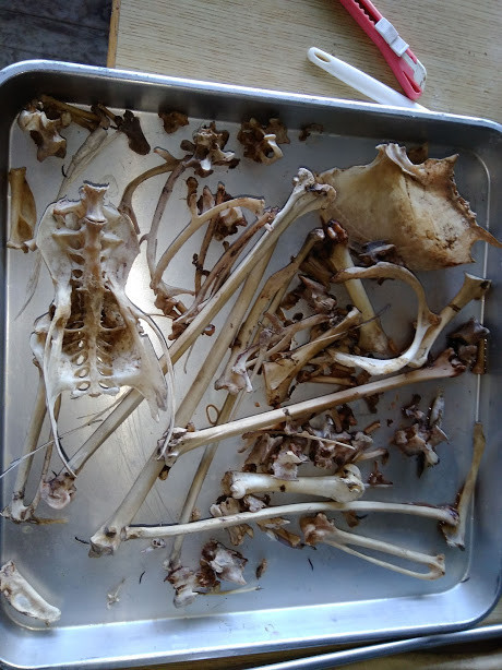 f:id:Naturalhistory:20191102163610j:plain
