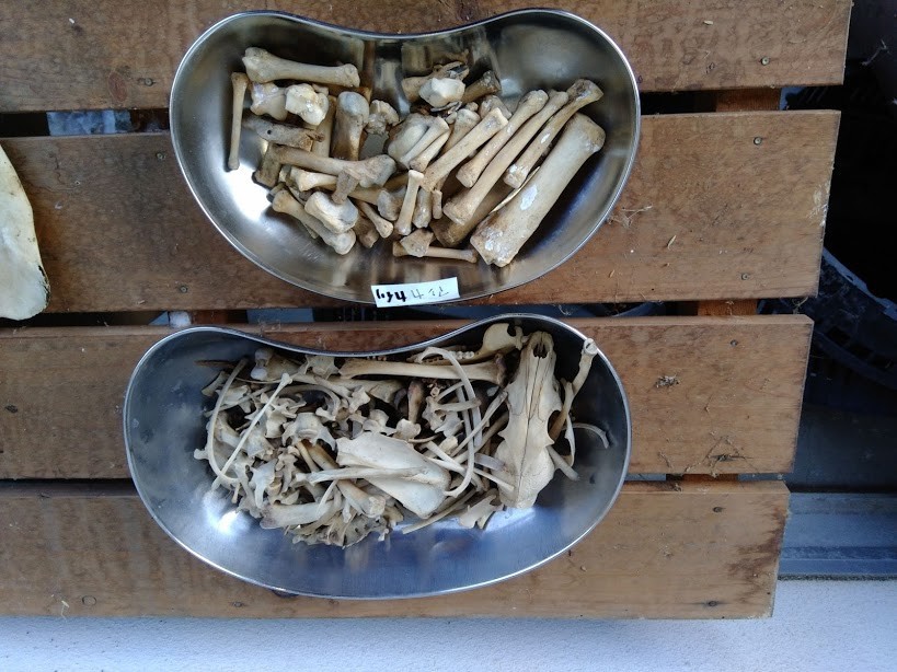f:id:Naturalhistory:20191102163704j:plain