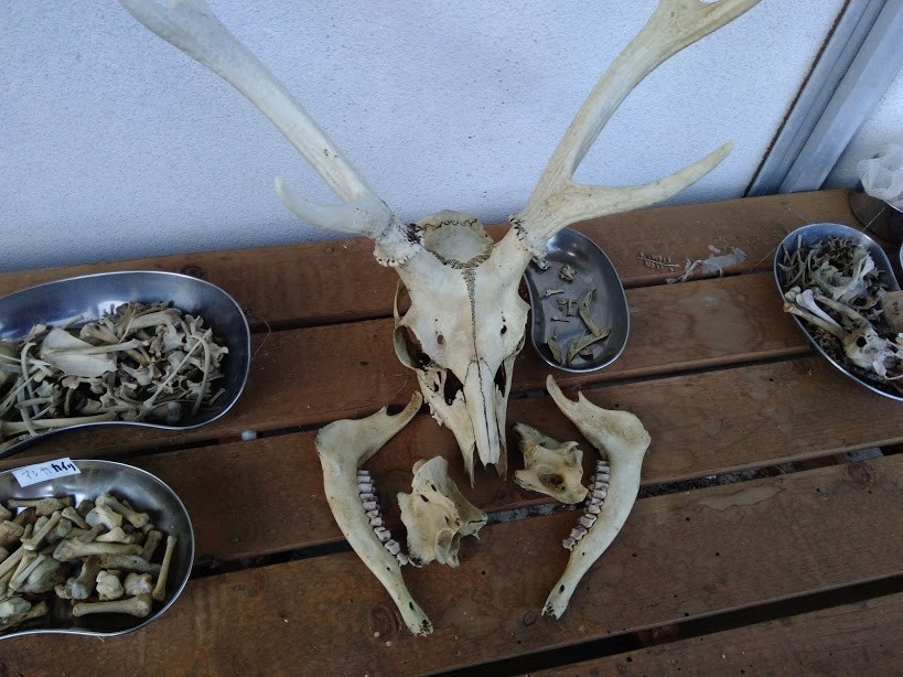 f:id:Naturalhistory:20191102163733j:plain