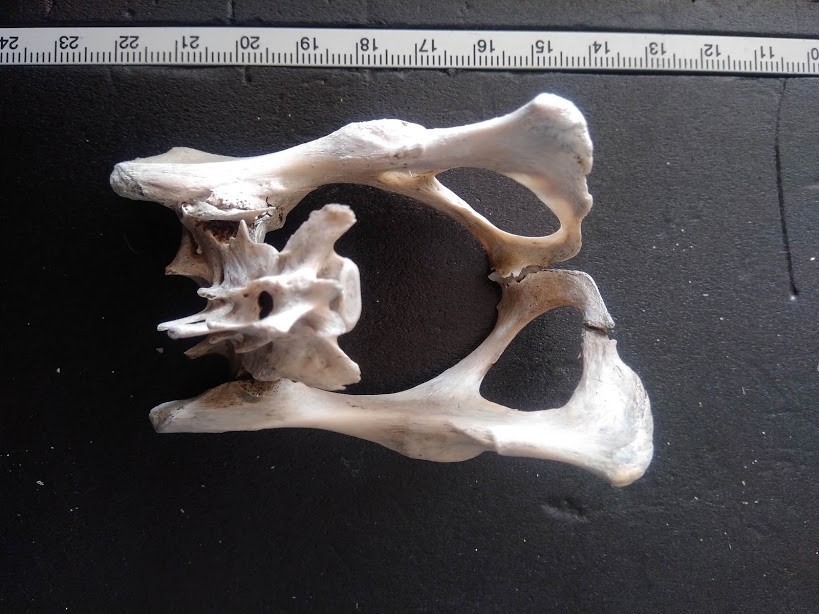 f:id:Naturalhistory:20191108164710j:plain