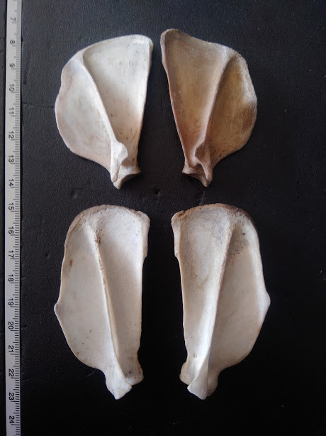 f:id:Naturalhistory:20191108165334j:plain