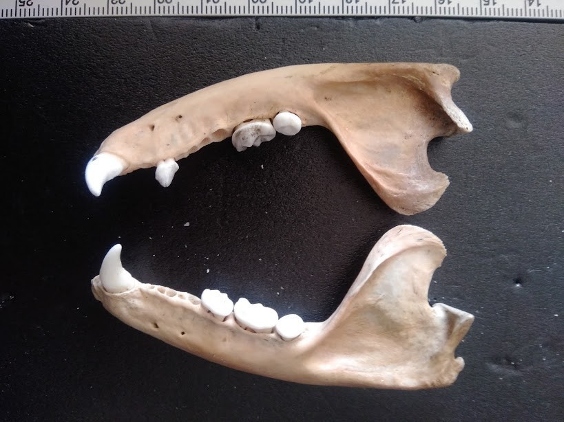 f:id:Naturalhistory:20191108165430j:plain