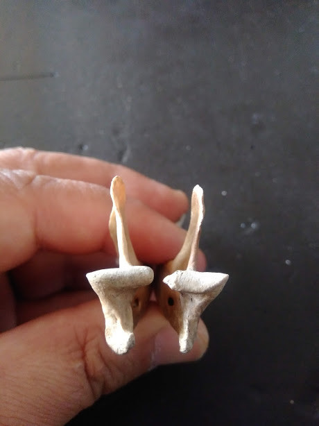 f:id:Naturalhistory:20191108165524j:plain