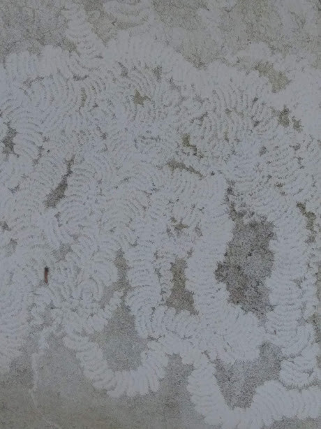 f:id:Naturalhistory:20191116171941j:plain