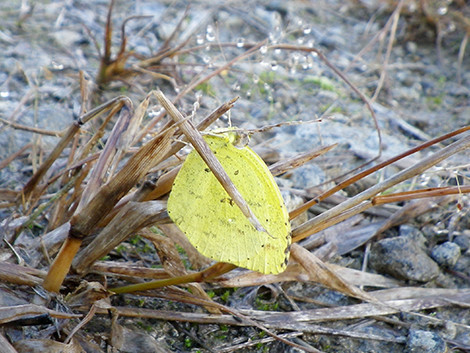 f:id:Naturalhistory:20191119091920j:plain