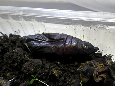 f:id:Naturalhistory:20191119163349j:plain