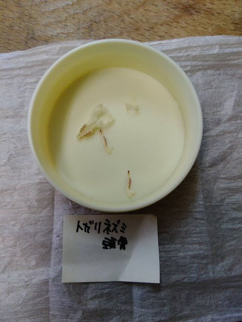 f:id:Naturalhistory:20191122174641j:plain f:id:Naturalhistory:20191122174641j:plain