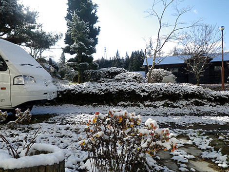 f:id:Naturalhistory:20191130085412j:plain