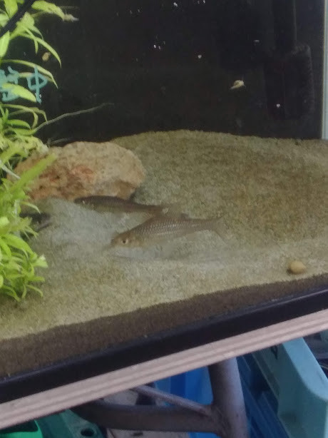 f:id:Naturalhistory:20191203164332j:plain