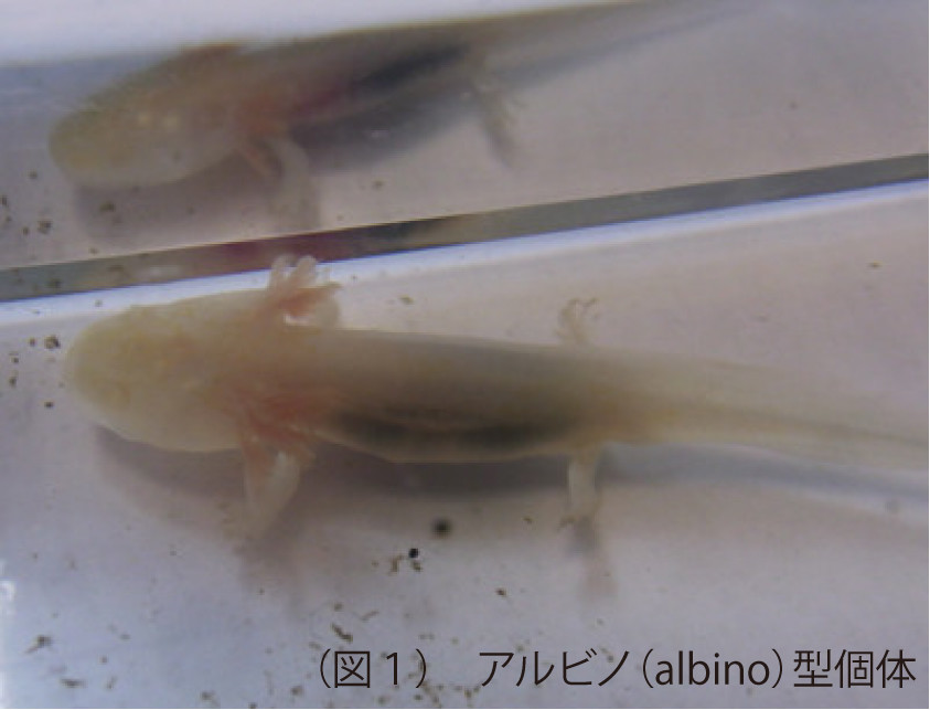 f:id:Naturalhistory:20191204164436j:plain