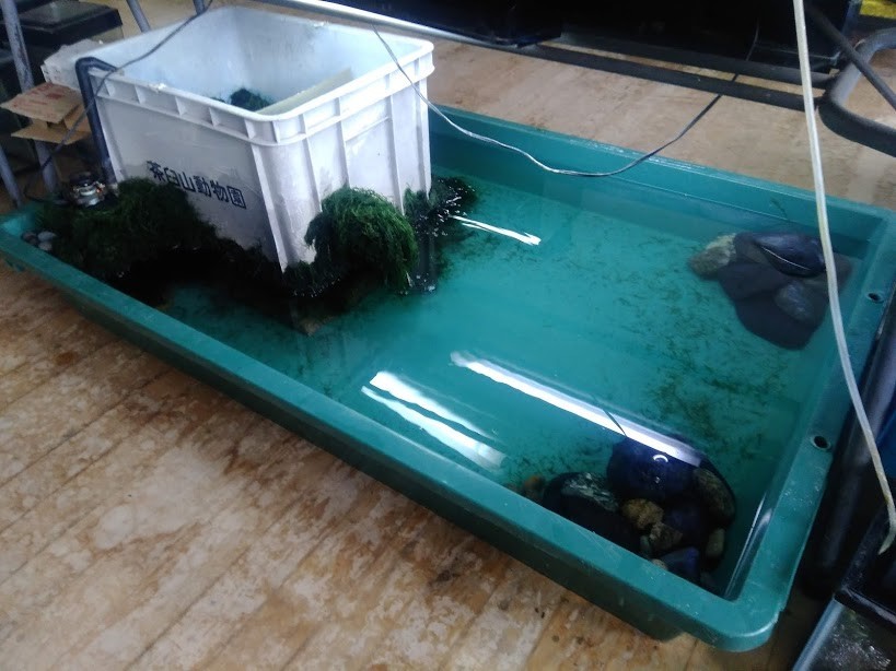 f:id:Naturalhistory:20191204164851j:plain