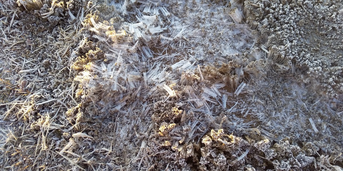 f:id:Naturalhistory:20191210152646j:plain