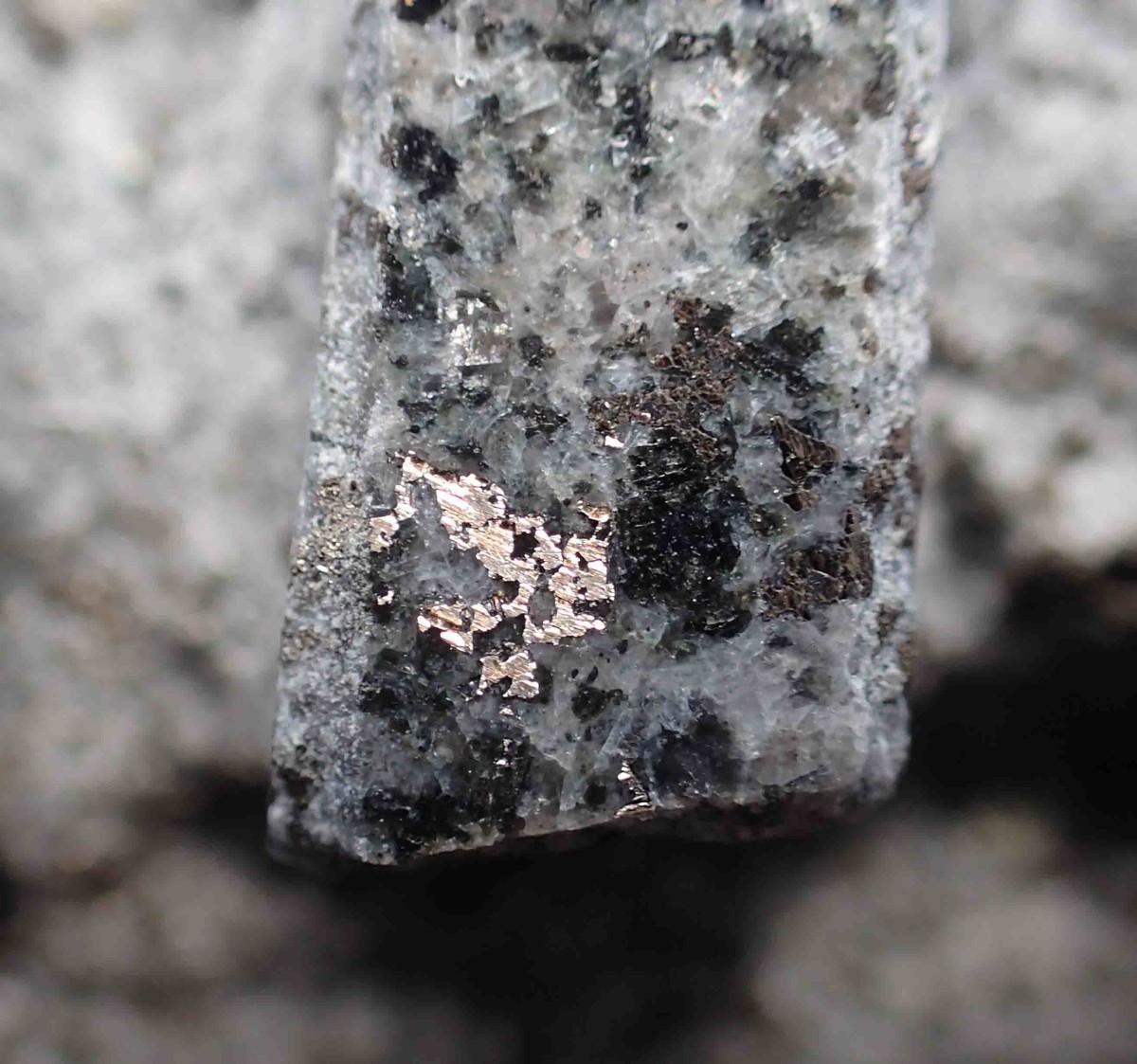 f:id:Naturalhistory:20191213094711j:plain